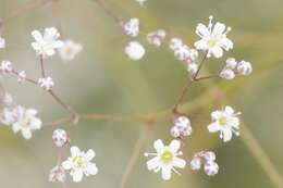 Image of Baby's breath