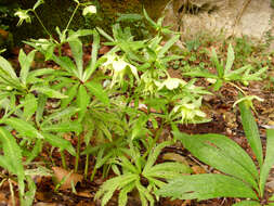 Image of Green Hellebore