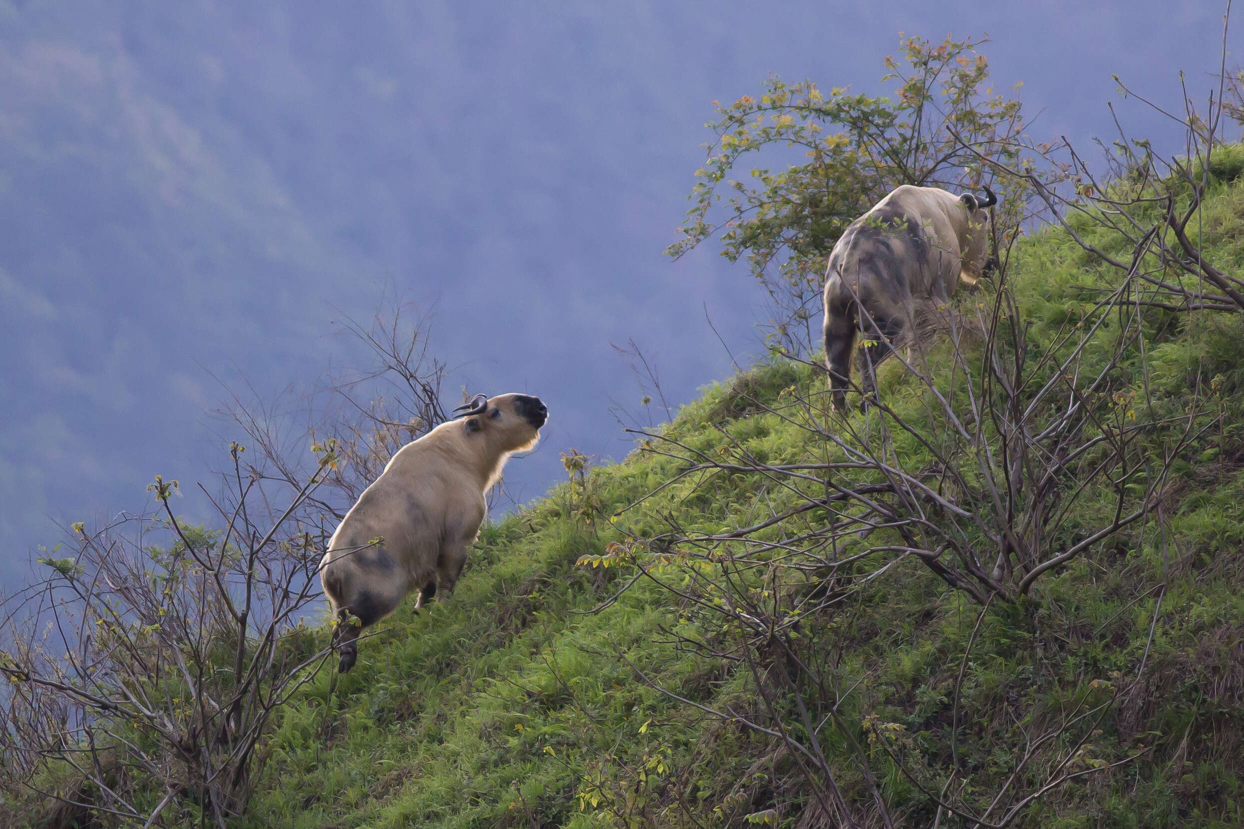 Image of Sichuan takin