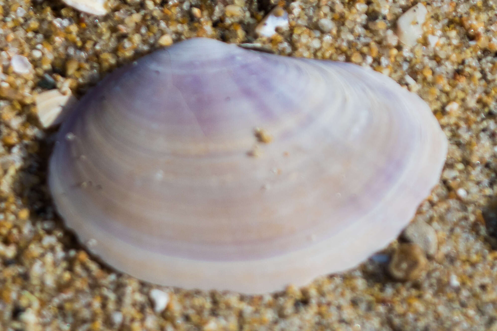 Image of California mahogany-clam