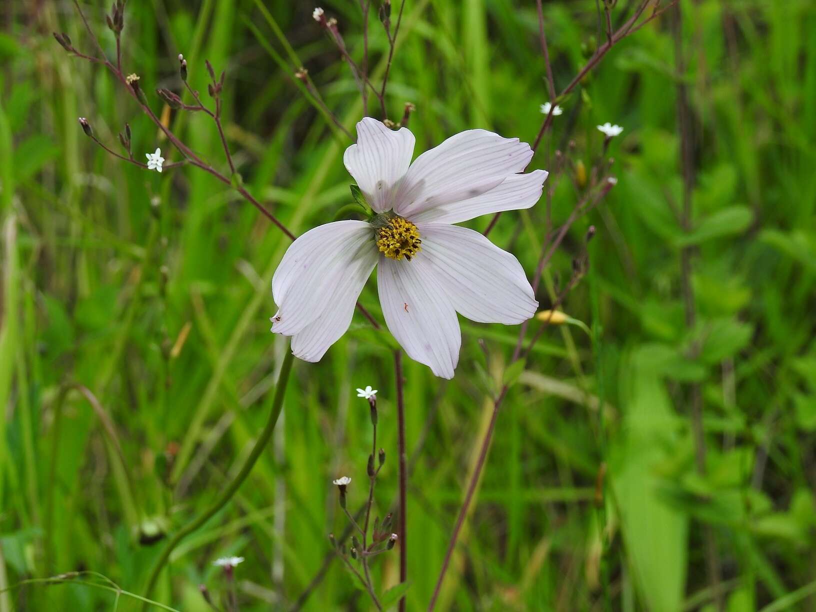 Image of Cosmos diversifolius Otto