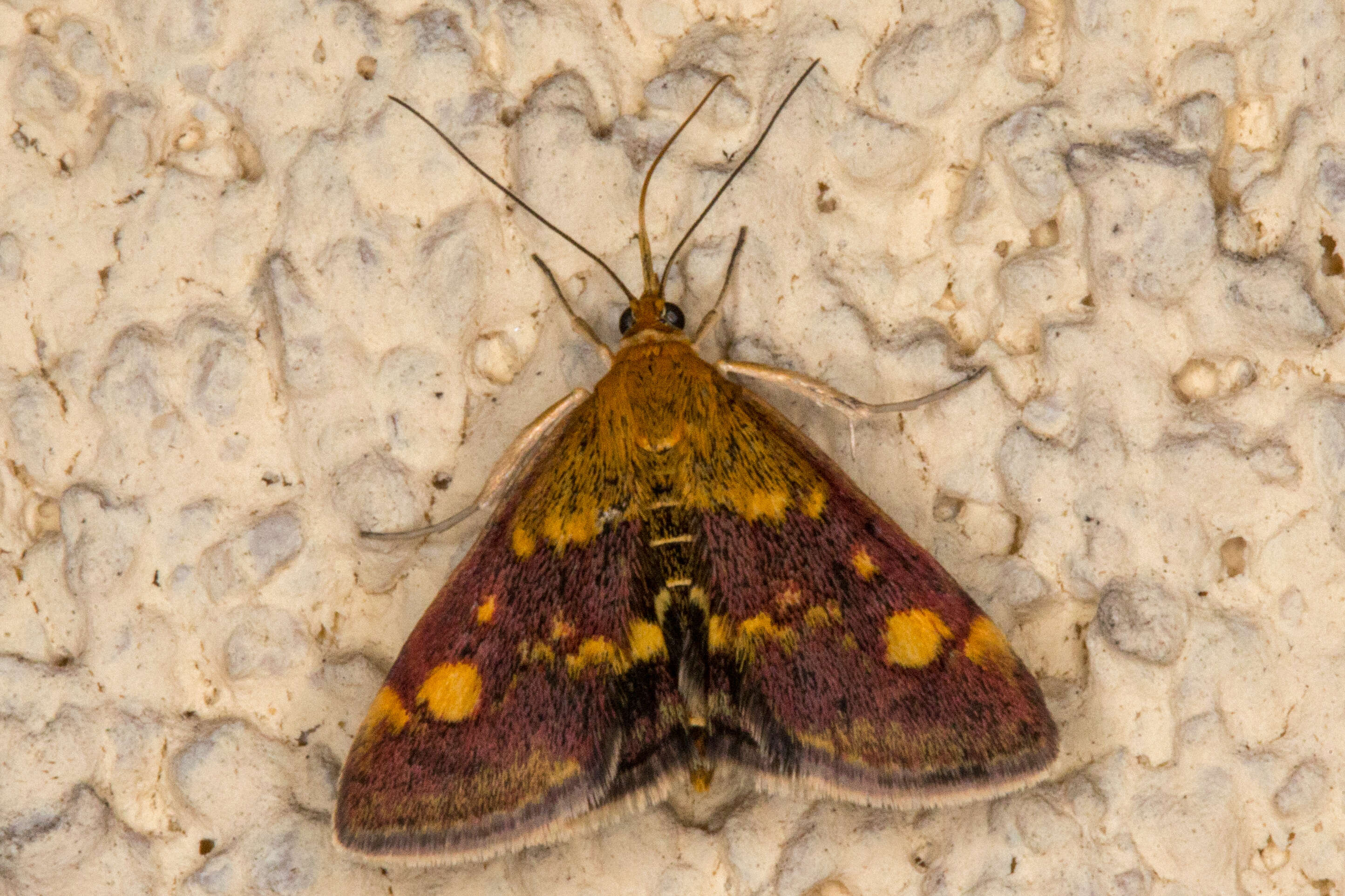 Image of Mint moth