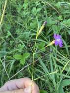 صورة Dianthus campestris M. Bieb.