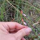 Image of Magenta autumn orchid