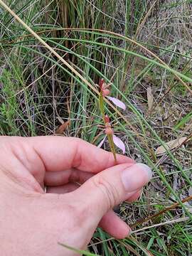 Image of Magenta autumn orchid