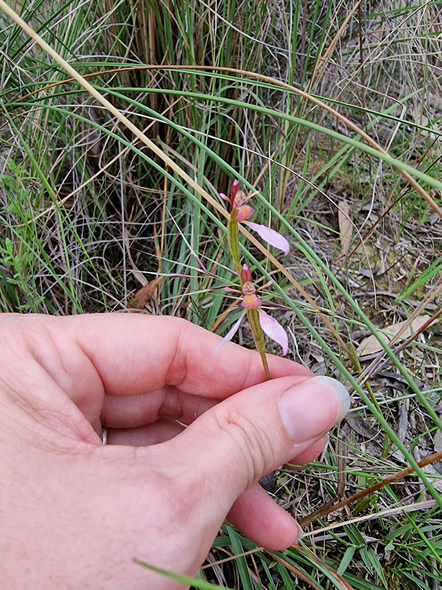 Image of Magenta autumn orchid