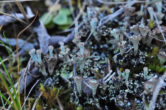 Imagem de Cladonia cervicornis (Ach.) Flot.