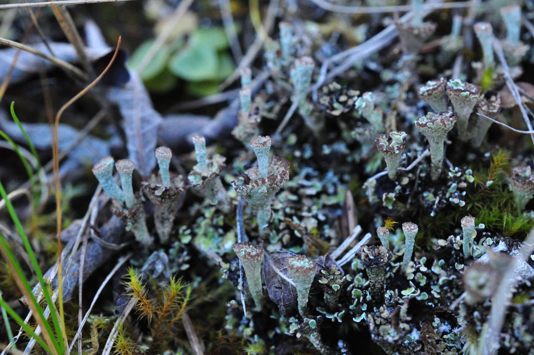 Image of cup lichen