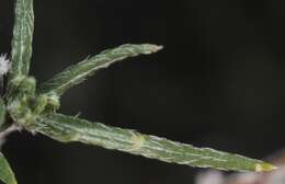 Image of slimleaf heliotrope