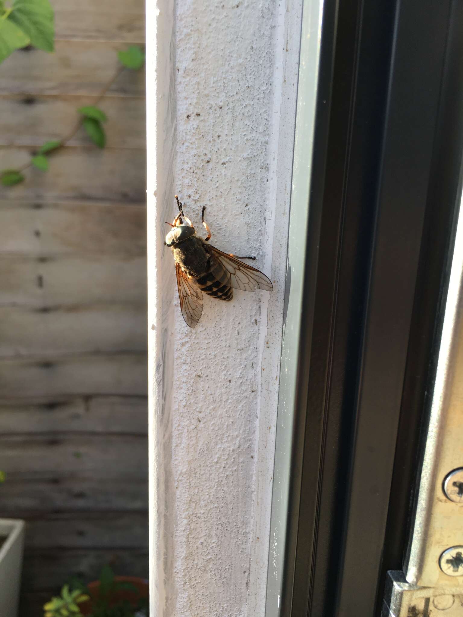 Image of dark giant horsefly