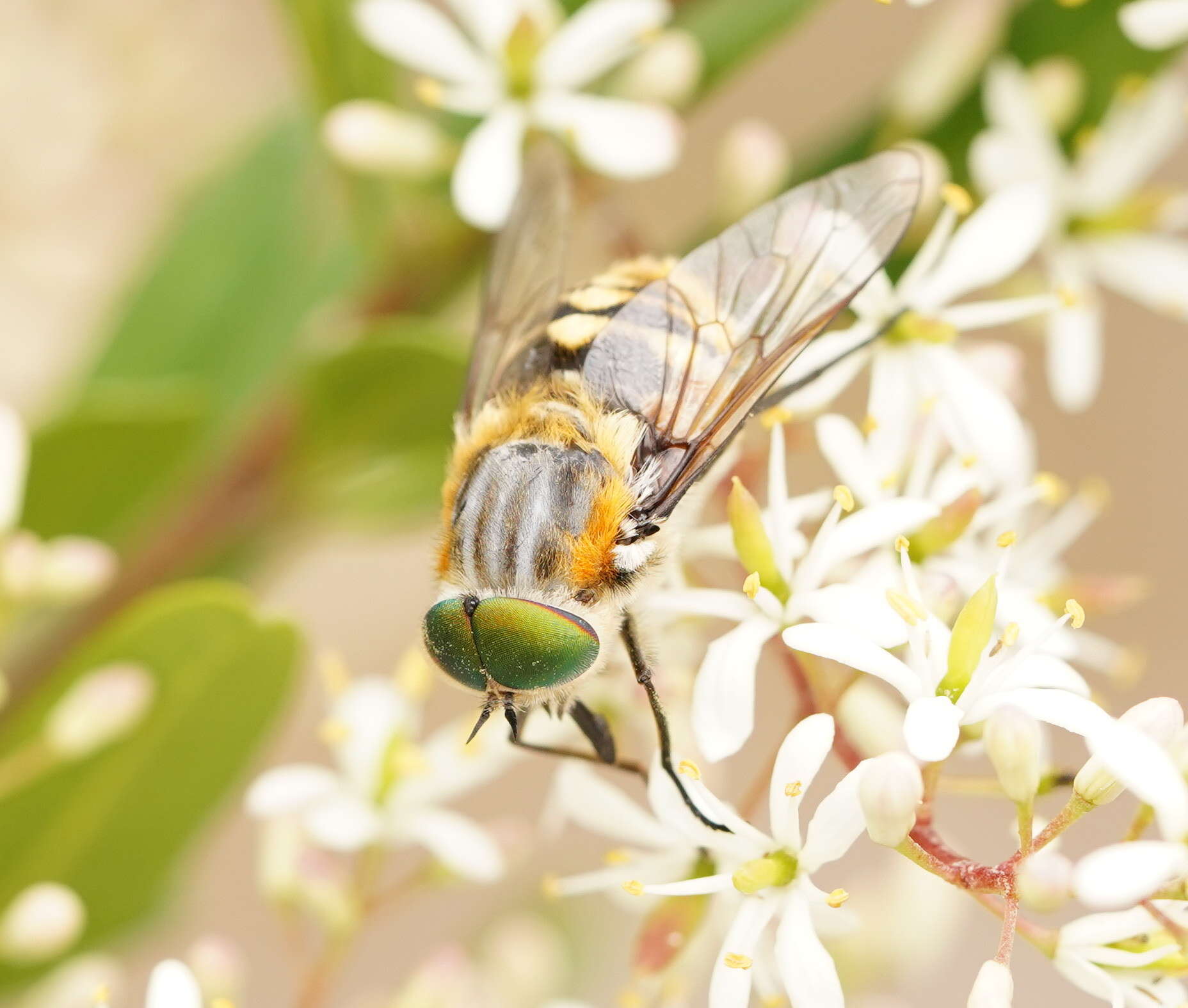 Sivun Scaptia patula (Walker 1848) kuva