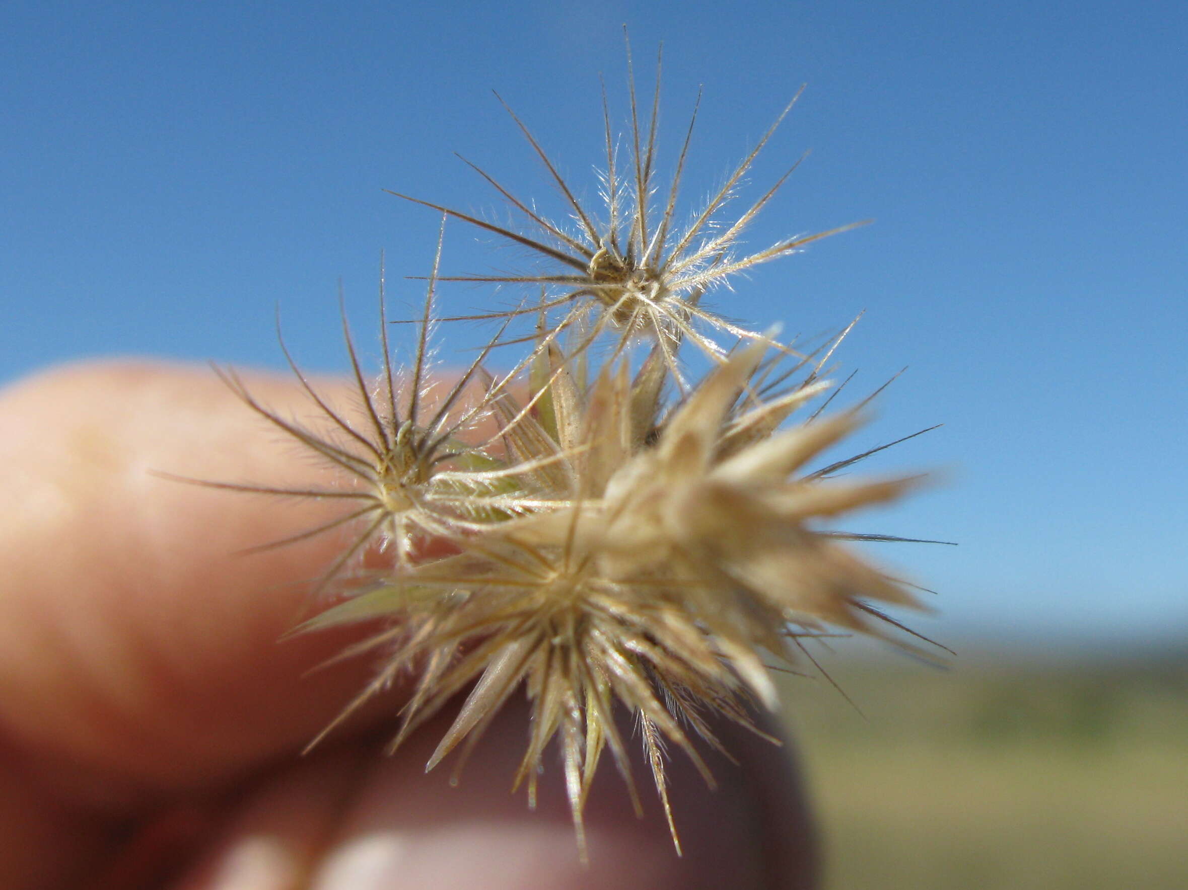 Image of black-heads