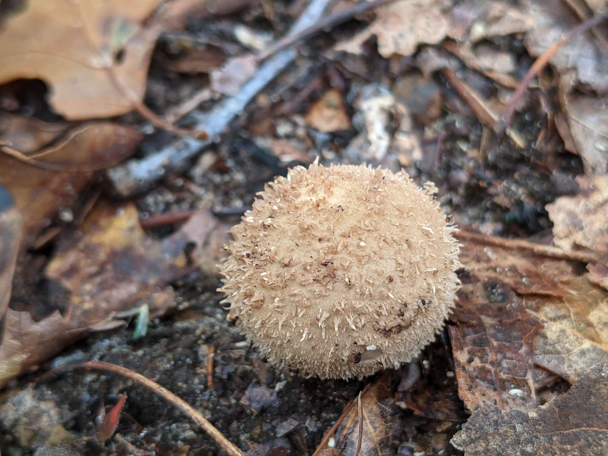 Image of Lycoperdon mauryanum Pat. ex Demoulin 1972