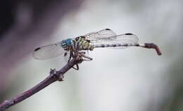 Image of Lestinogomphus angustus Martin 1911