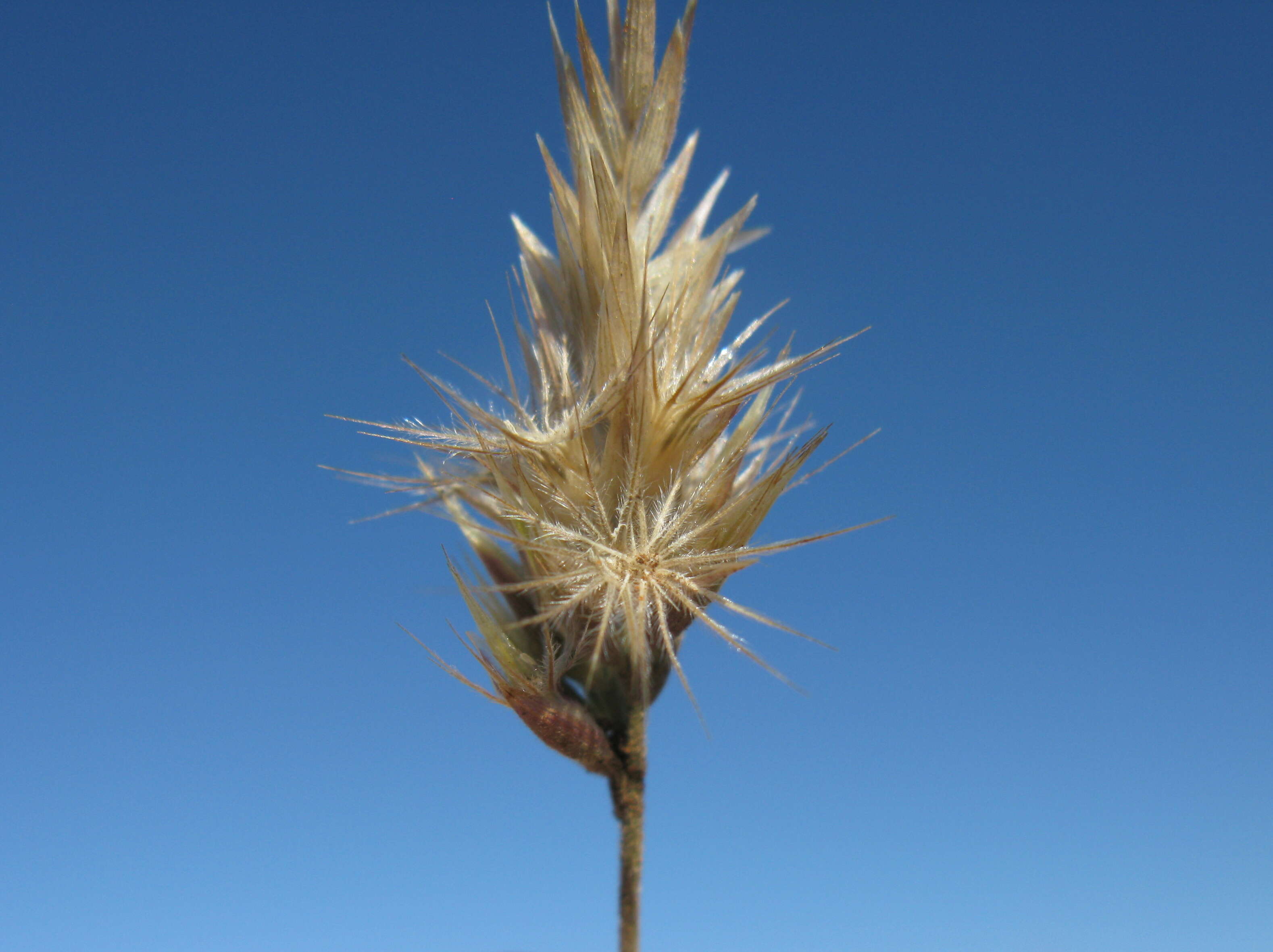 Image of black-heads