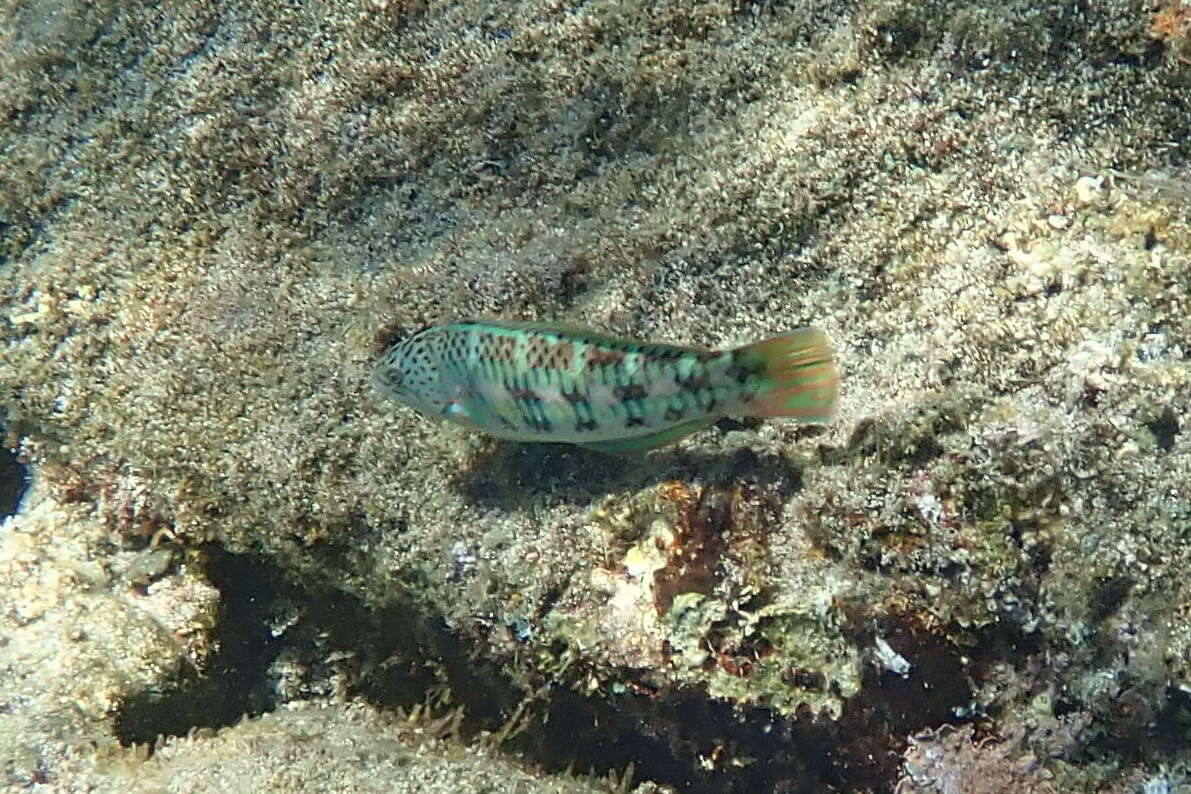 Image of Christmas wrasse