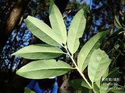 Ilex formosana Maxim. resmi