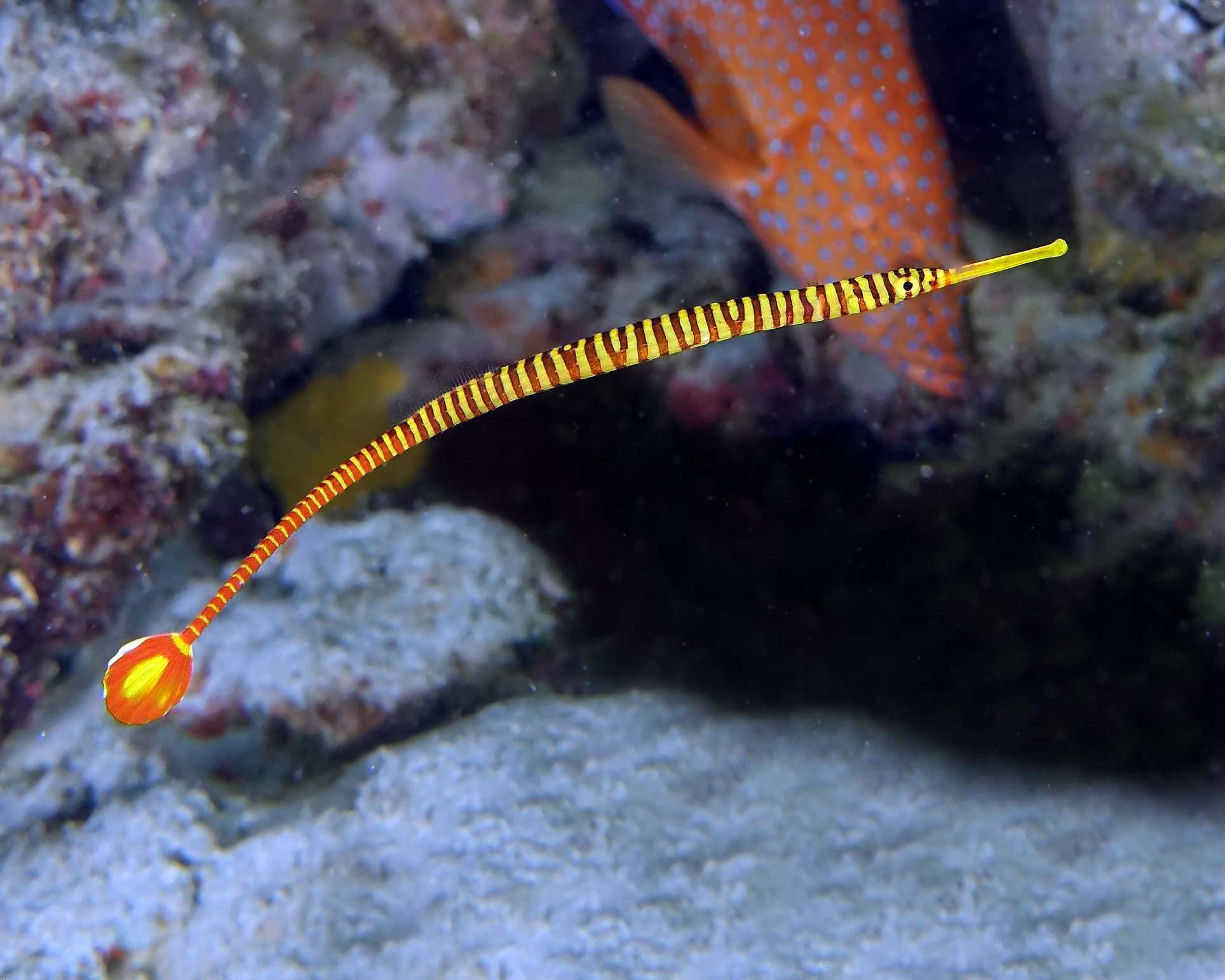 Image of Yellow banded pipefish