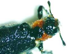 Image of Placopterus