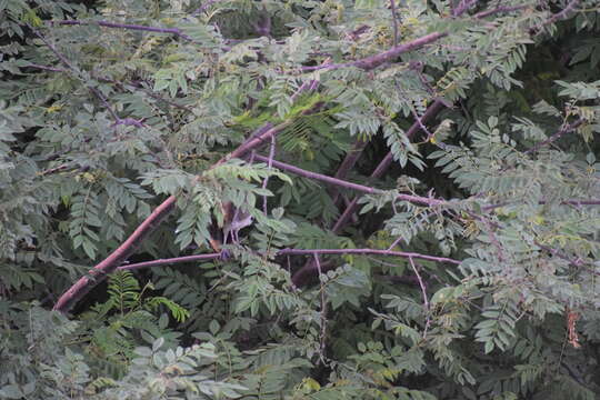 Image of West Mexican Chachalaca