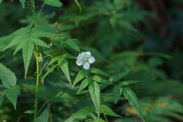 Plancia ëd Rubus rosifolius Smith