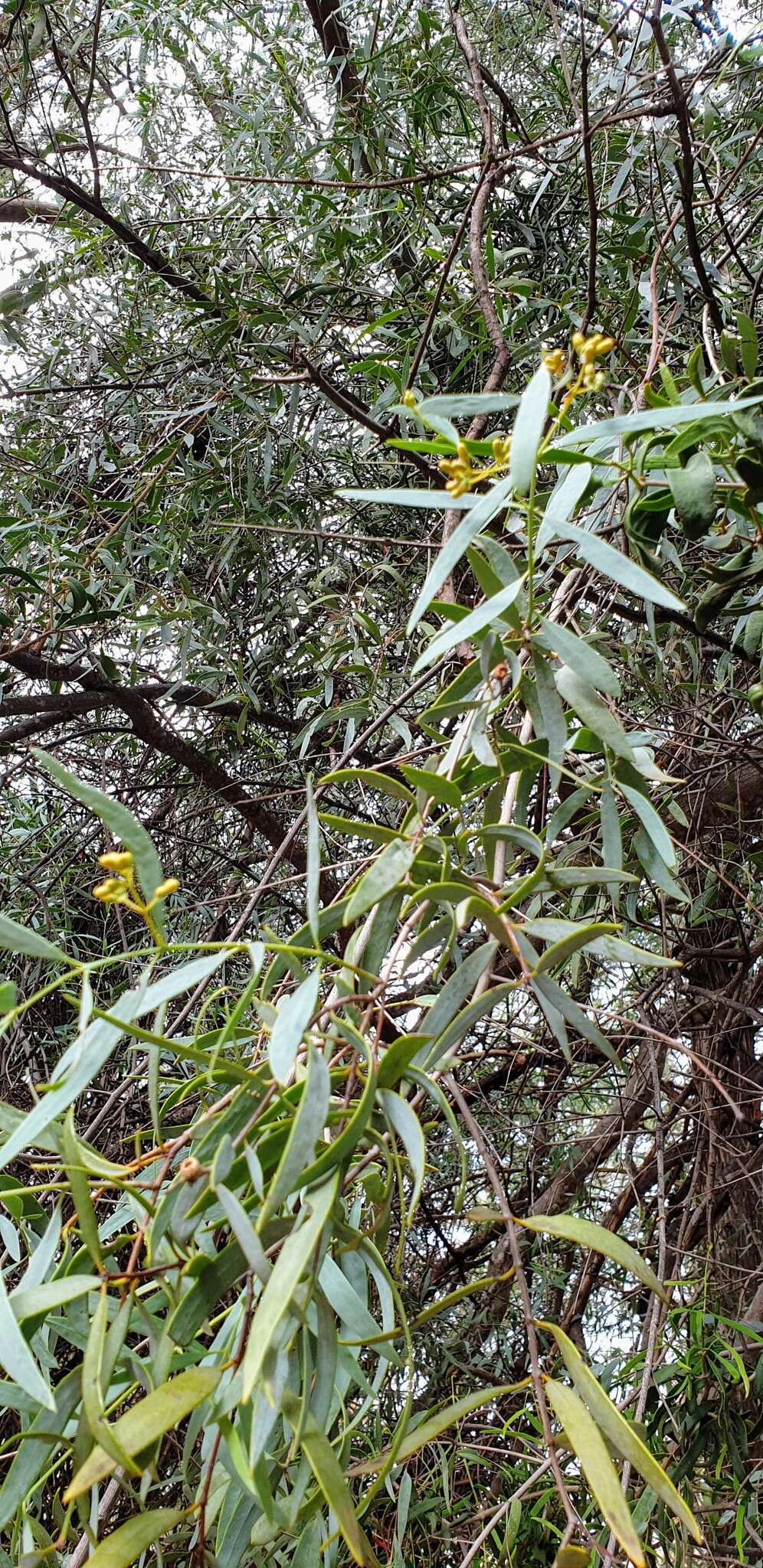 Image of Santalum lanceolatum R. Br.