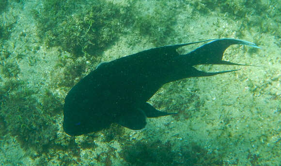 Image of Giant damselfish