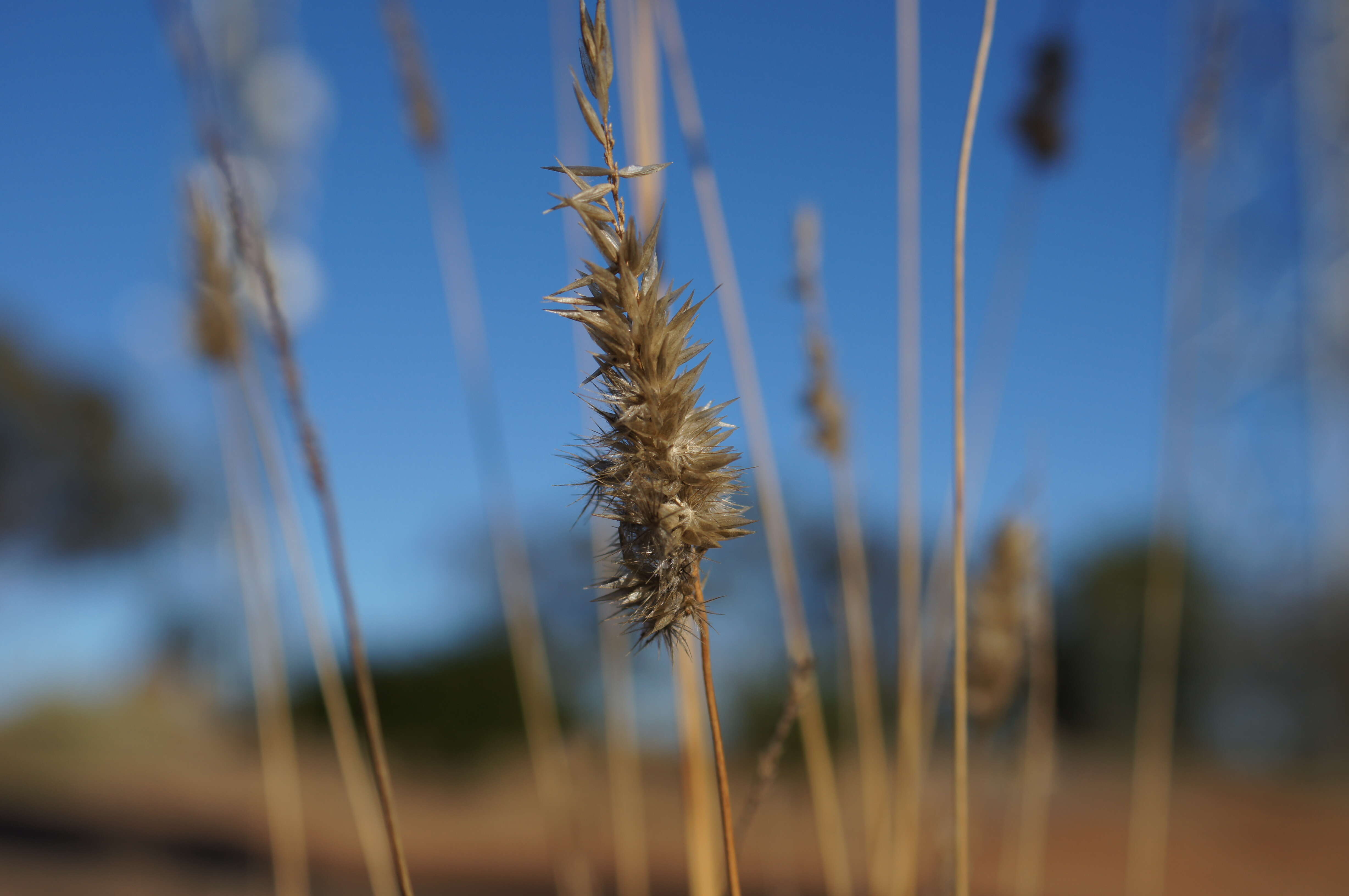 Image of black-heads