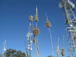 Image of black-heads