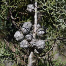 Image of Roe's Cypress-pine