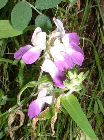 صورة Collinsia heterophylla Buist ex Graham