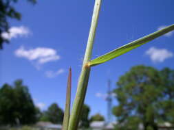 Слика од Heteropogon