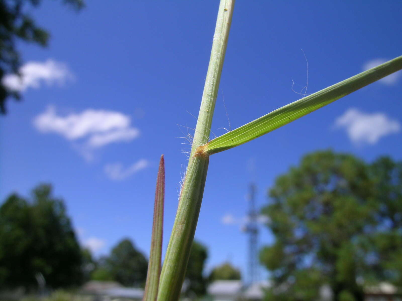 Слика од Heteropogon