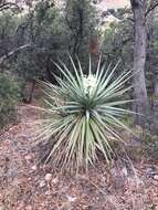 Image of Schott's yucca