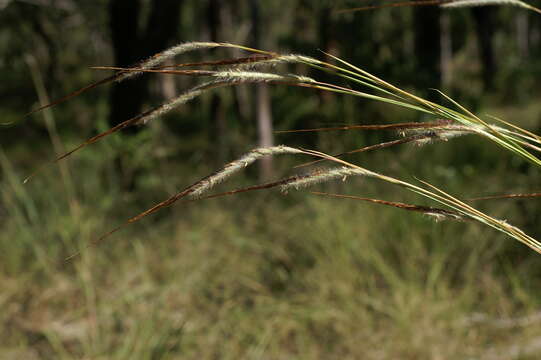 Imagem de Heteropogon