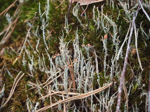 Image of cup lichen