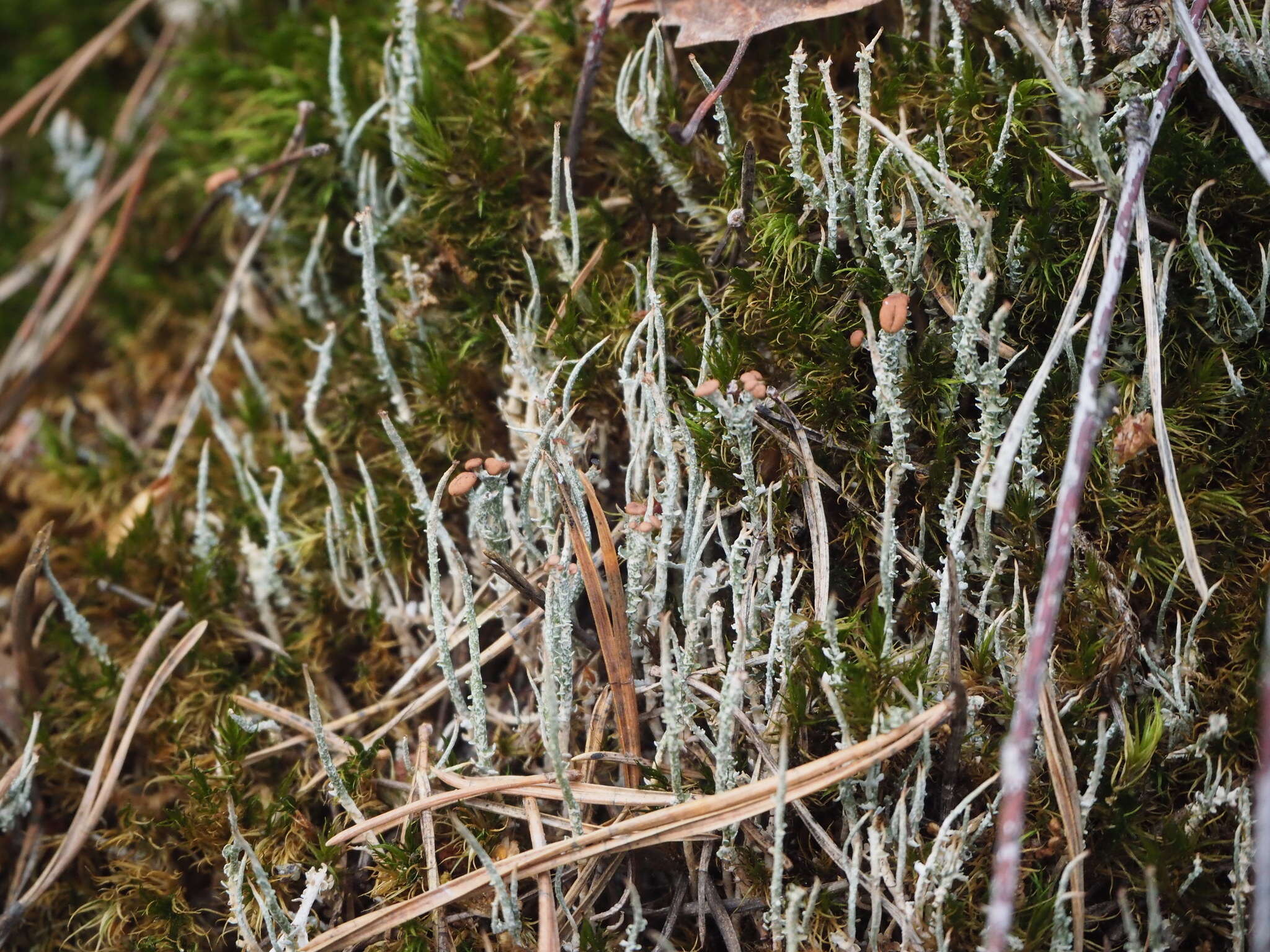 Image of cup lichen