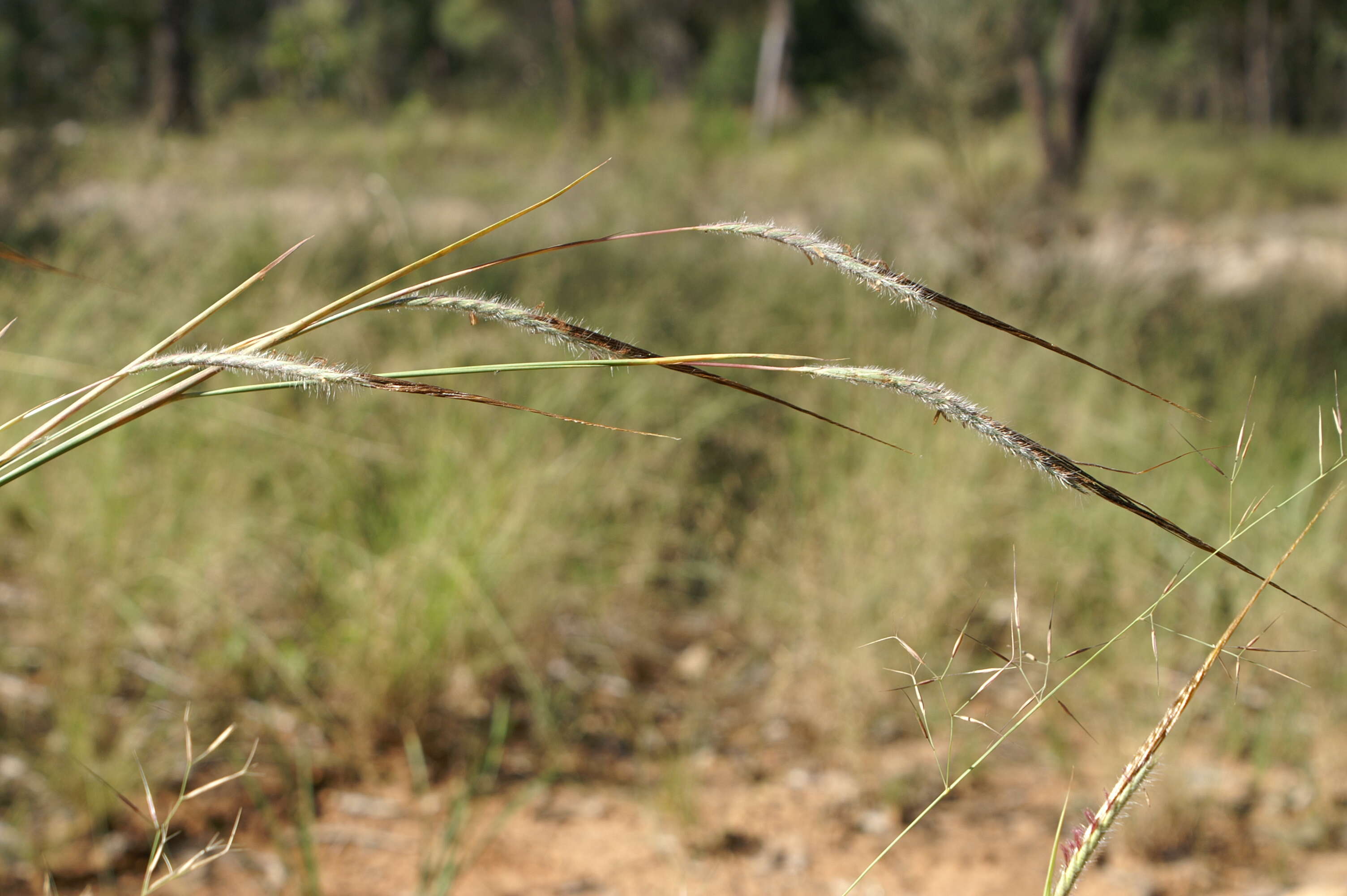 Слика од Heteropogon