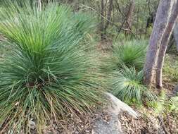 Image of Xanthorrhoea arborea R. Br.