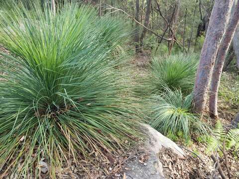 Image of Broad-leafed Grasstree