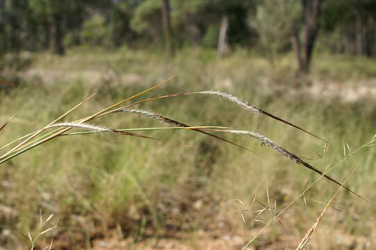 Imagem de Heteropogon