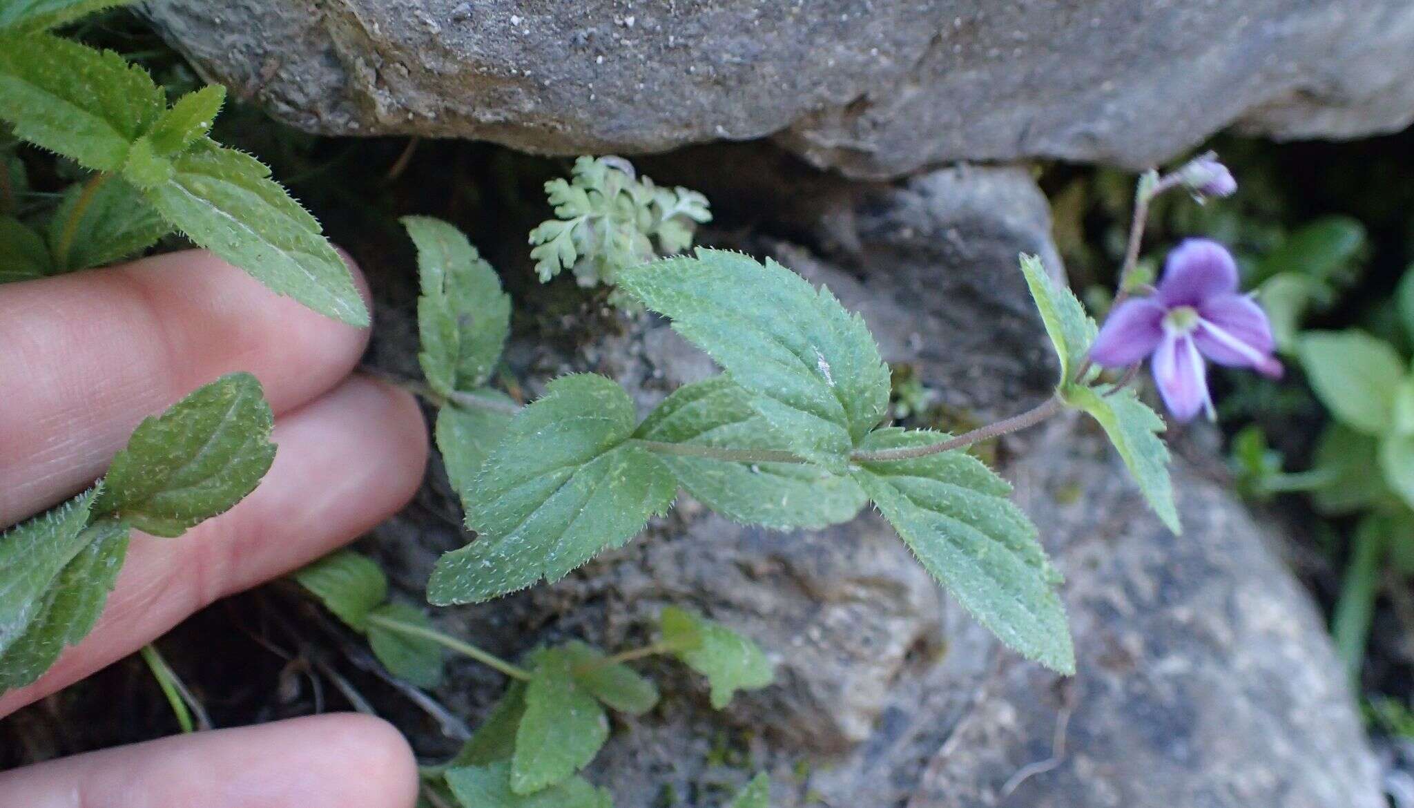 Image of Veronica ponae Gouan