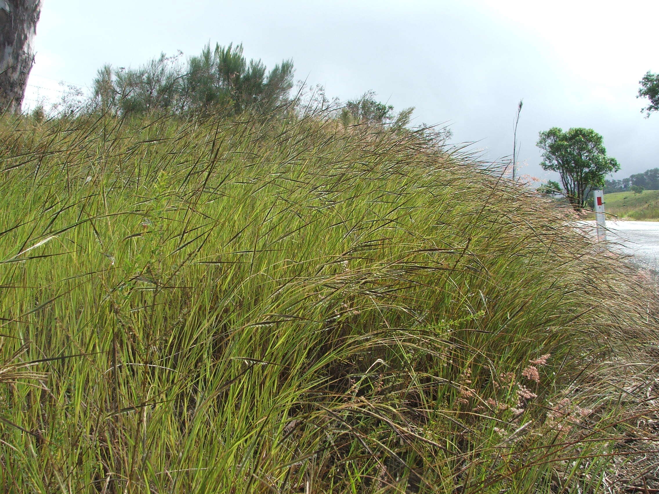 Слика од Heteropogon