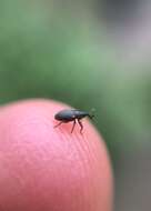 Image of Clover Seed Weevil