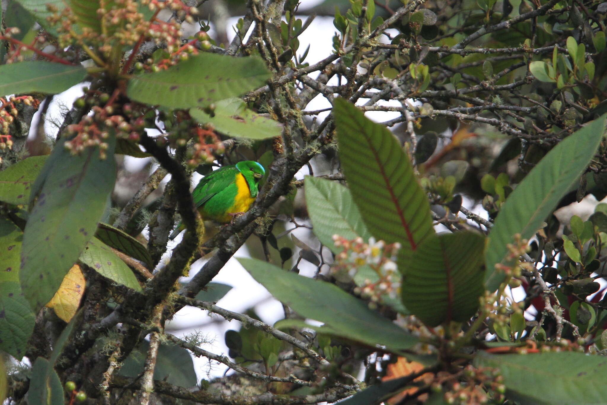 Image of Blue-crowned Chlorophonia