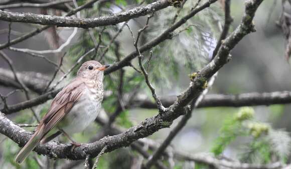 Catharus ustulatus ustulatus (Nuttall 1840)的圖片