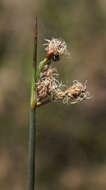 Image of Hardstem bulrush