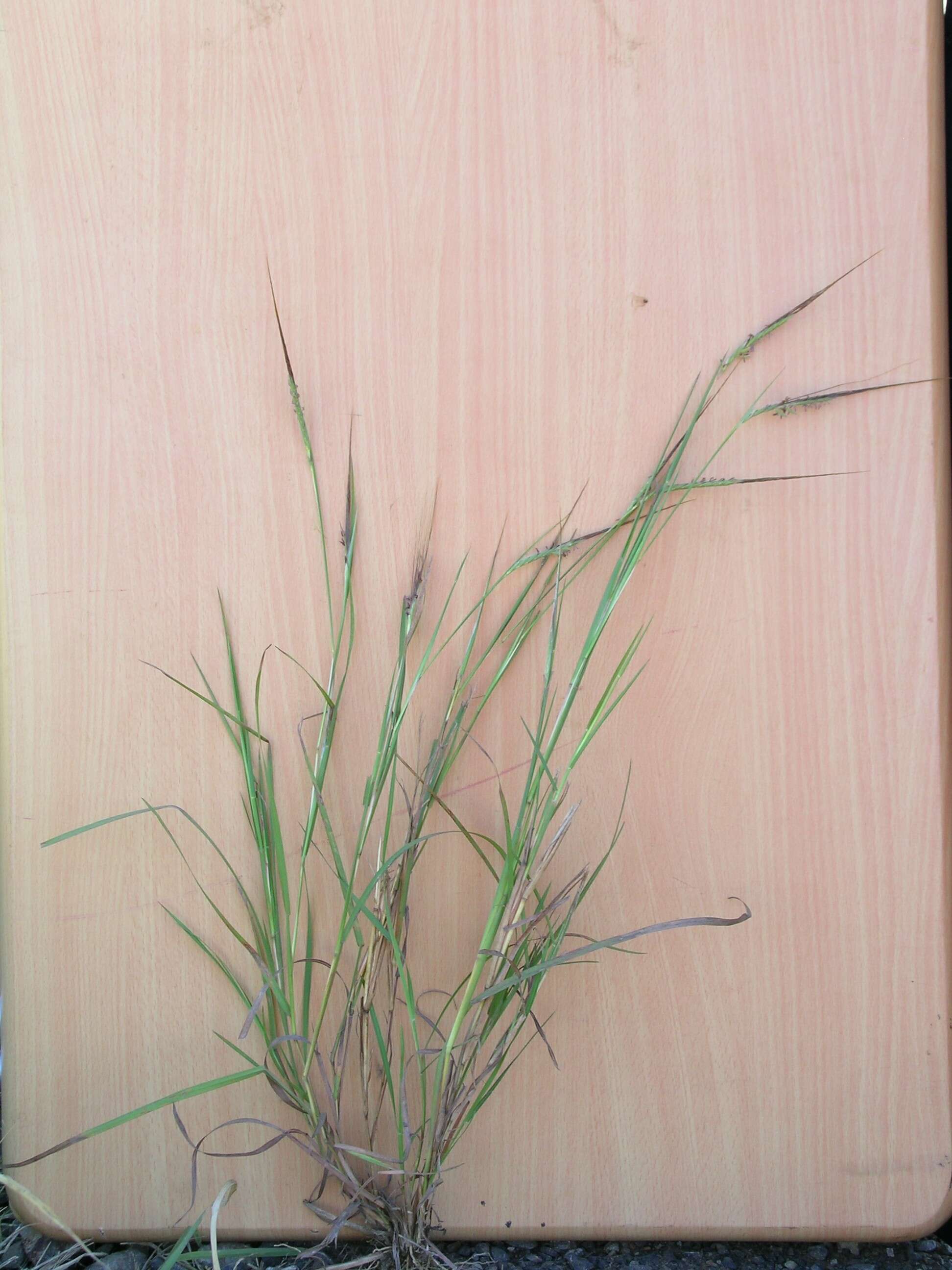 Слика од Heteropogon