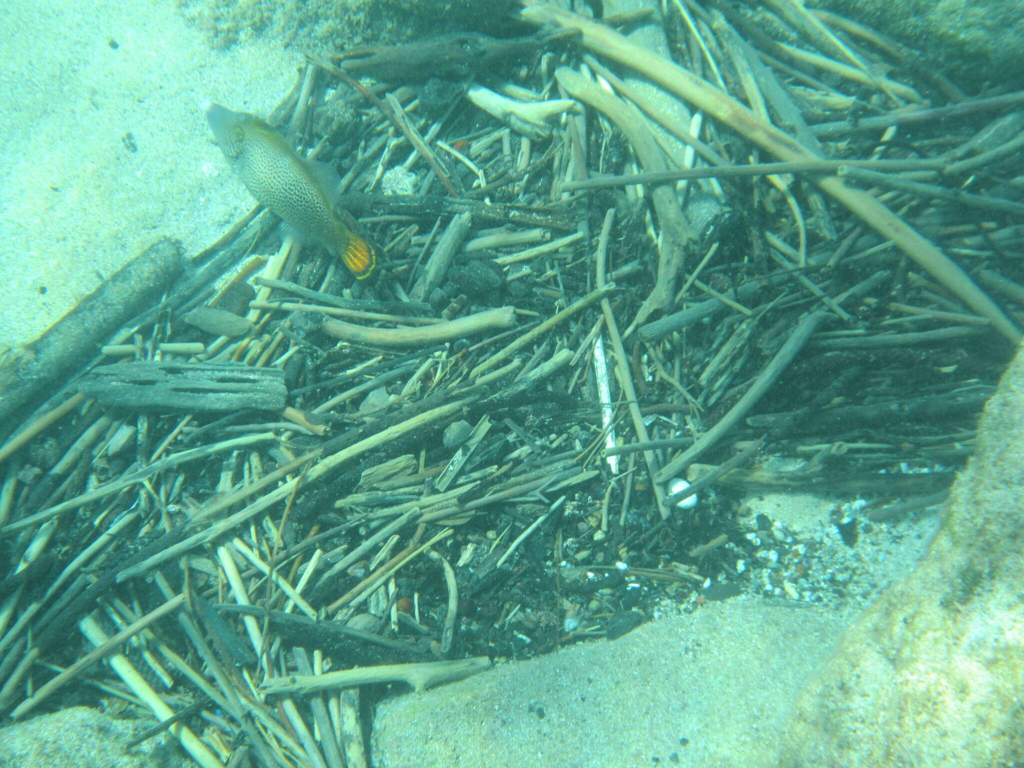 Image of Fantail filefish