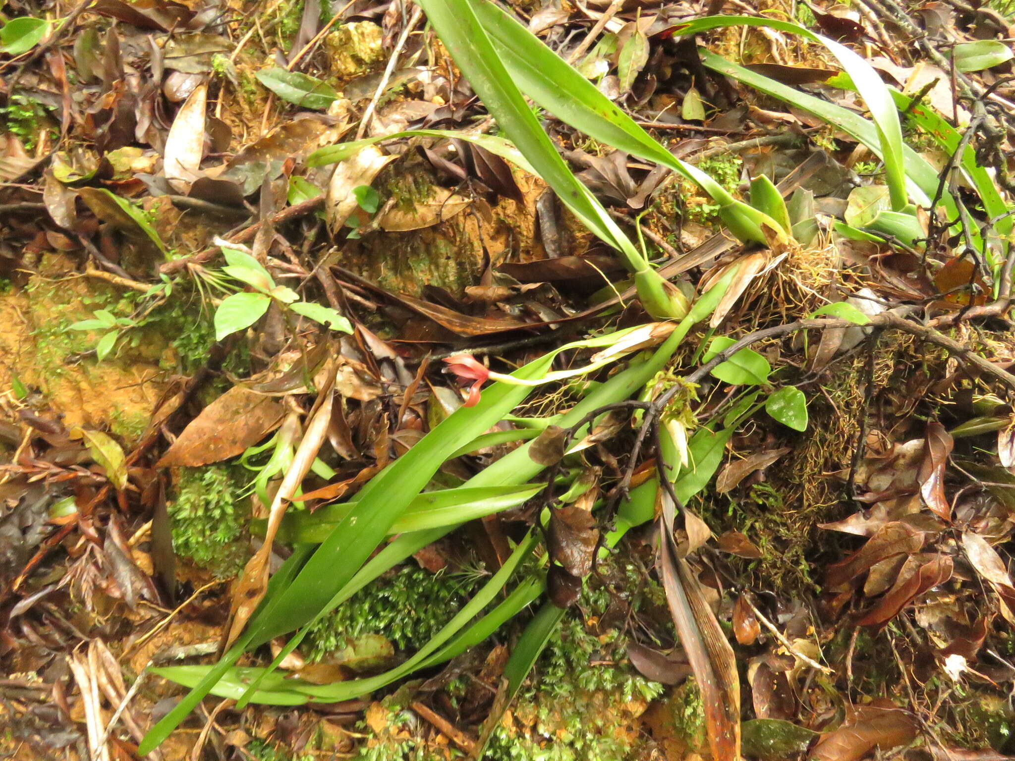 Image of Maxillaria cucullata Lindl.